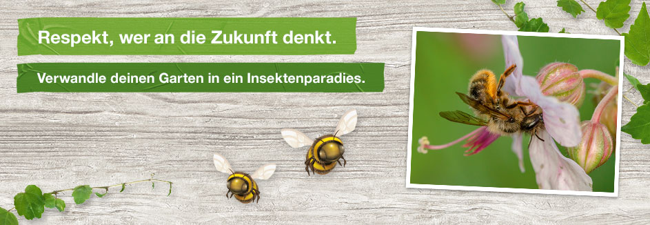 Tipps Tricks Fur Insektenfreunde Toom Baumarkt