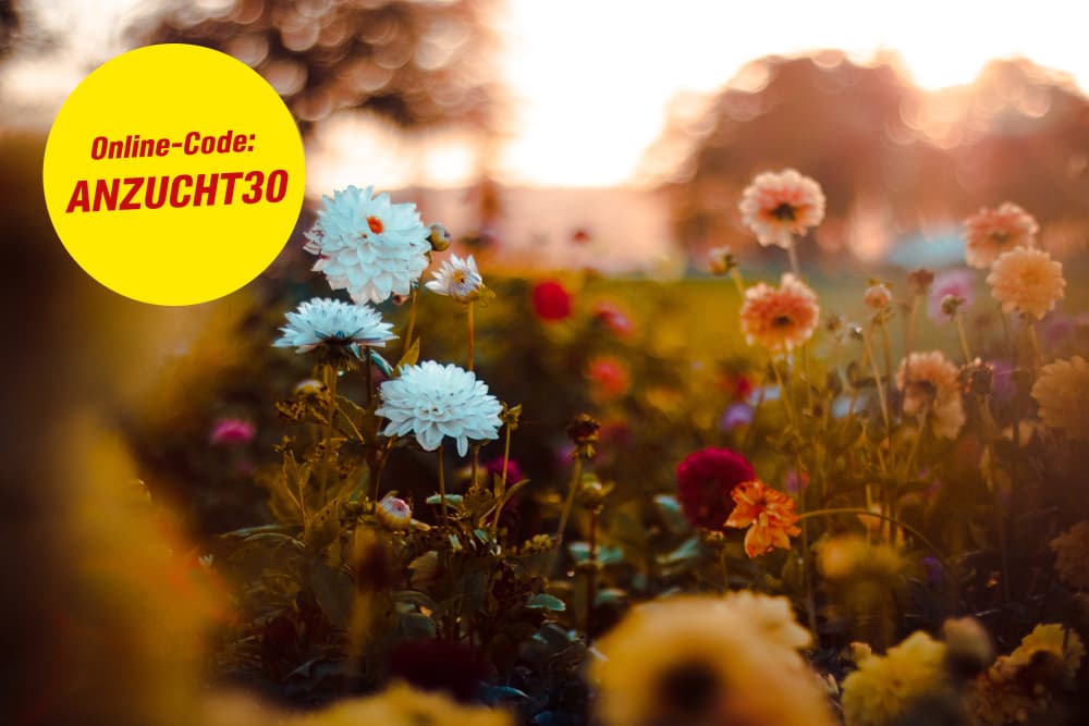 Buntes Dahlienbeet im warmen Licht des Sonnenuntergangs.