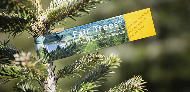Fair Trees Zettel an Tanne