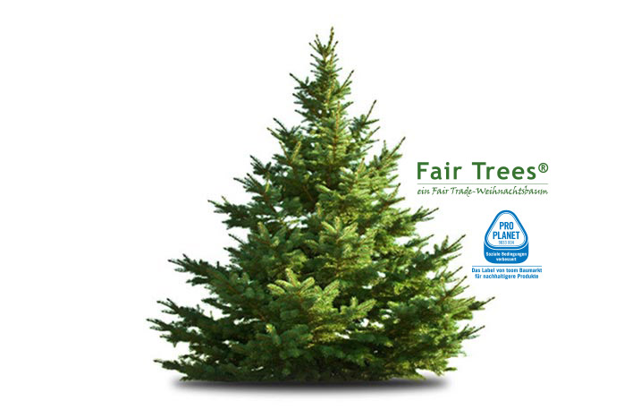 Fair Tree XXL Weihnachtsbaum toom
