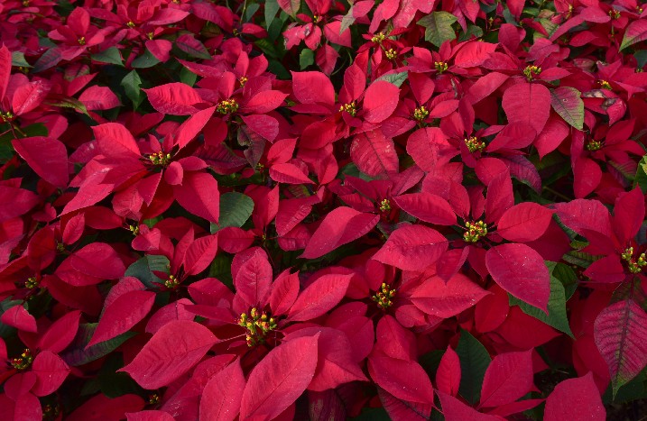 Rote Weihnachtssterne
