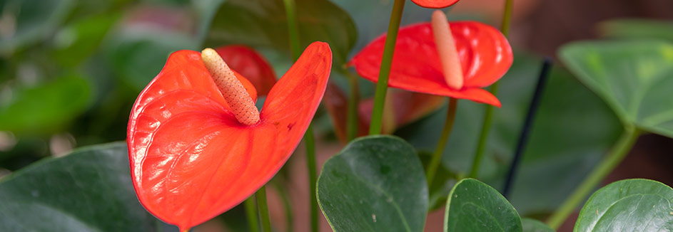 HD Flamingoblume 20 25 943x326 Pflanzen Flamingoblume nachhaltig