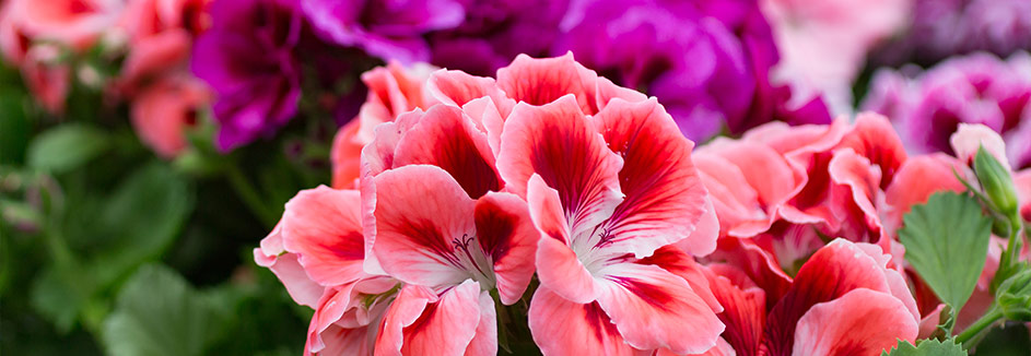 Nachhaltigkeit Blumen Geranien