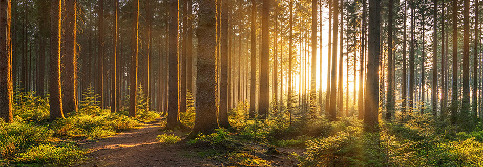 HD Nachhaltigkeit 20 25 943x326 Nachhaltigkeit Natur Zukunft Baumarkt