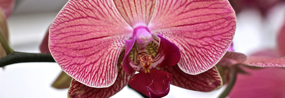 nachhaltig Blumen Schmetterlingsorchidee