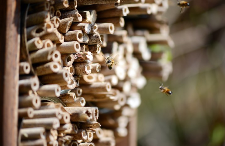 Bienen fliegen in den Bienenstock