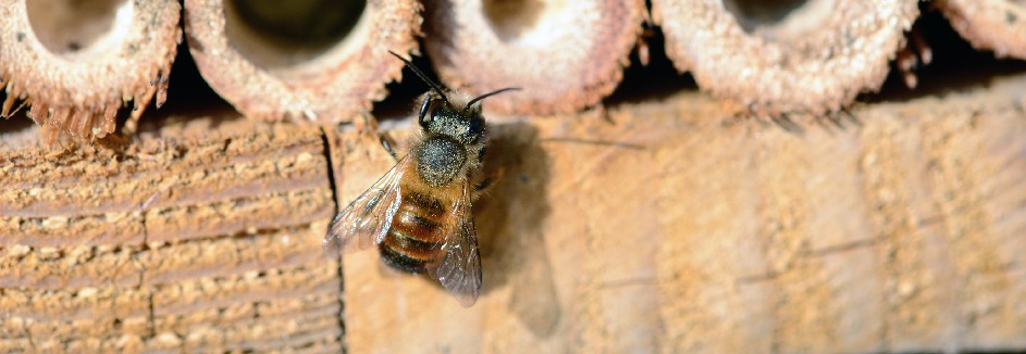 Wildbiene am Bienenstock