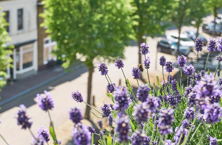 Lavendel mit Bienen auf einem Stadtbalkon