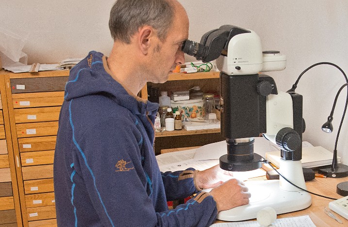 Mann beobachtet Wildbienen unter einem Mikroskop