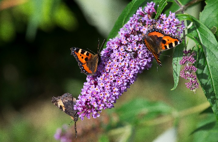 Sommerflieder mit Schmettleringen