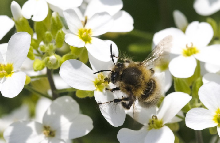 Wildbiene auf weißen Blüten