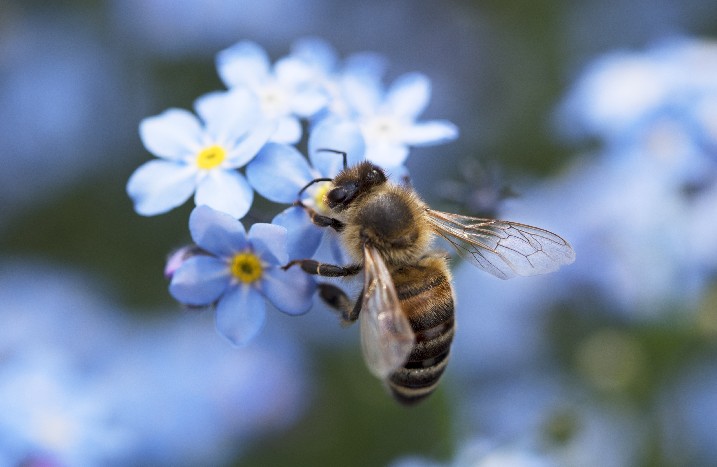 Wildbiene auf Blüte