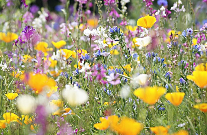 Wilde Blumenwiese