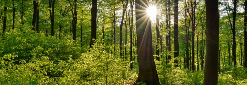 HD Pro Planet 19 33 943x326 Sonne scheint durch Bäume im Wald