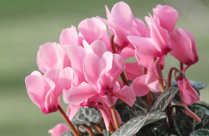 rosa farbenes Alpenveilchen