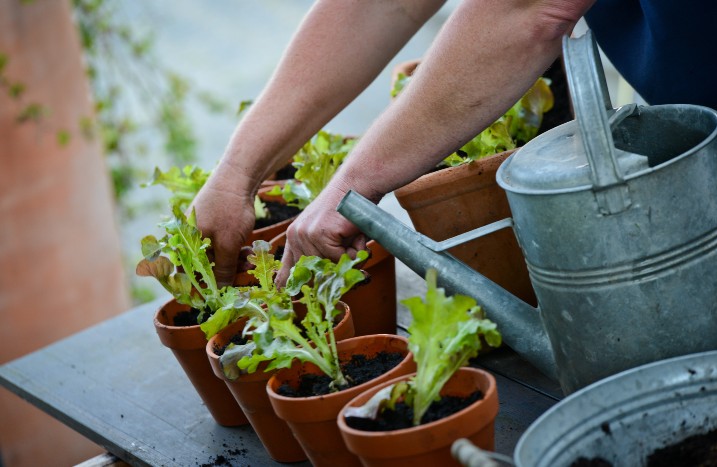 Hände pflanzen Salat in torffreier Erde