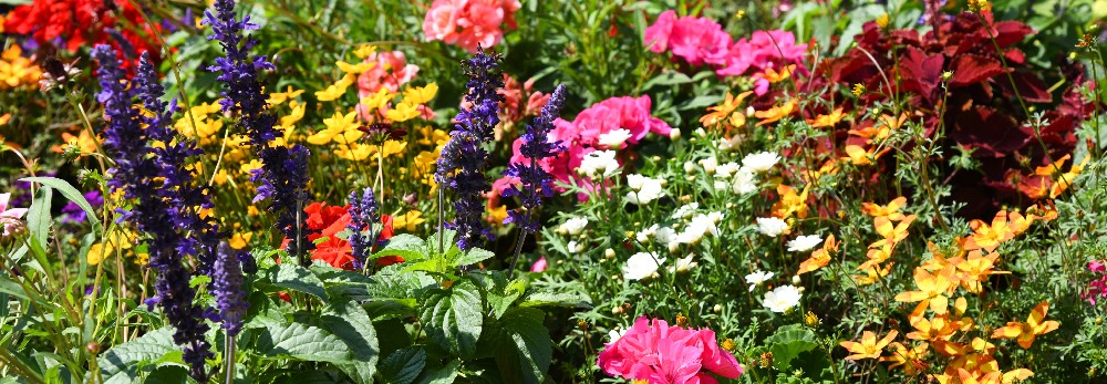 Ein sommerlichen Blumenbeet in voller Blüte.