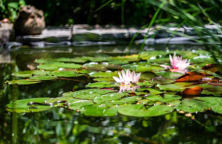 Die Seerose – ein Klassiker im Gartenteich