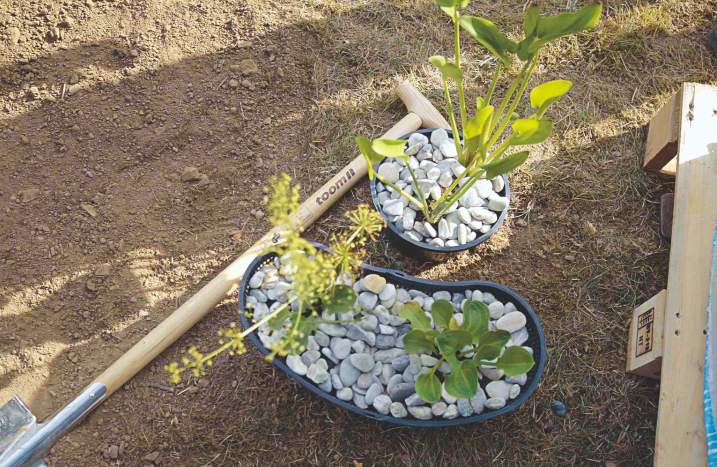 Die Flachwasserzone im Gartenteich bepflanzen