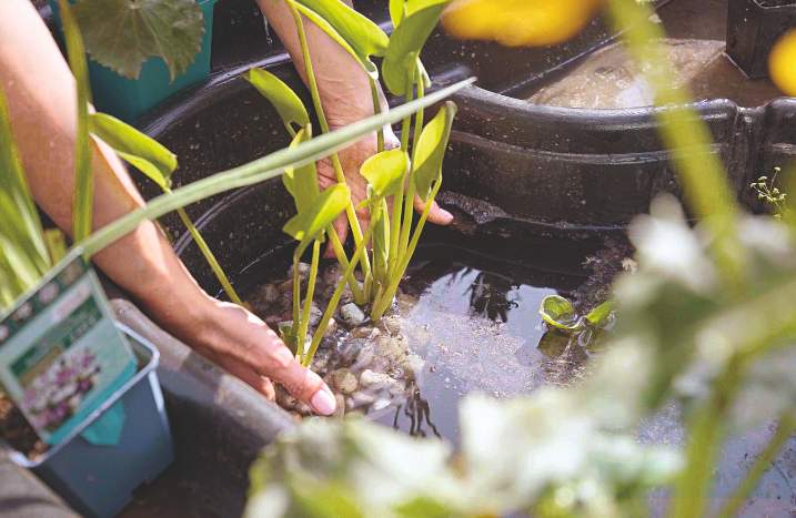Die Sumpfzone im Gartenteich bepflanzen