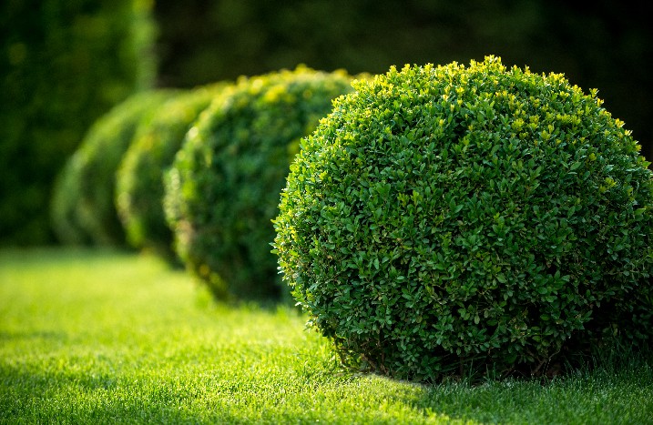 Hecke pflanzen