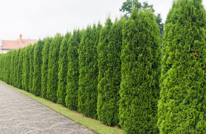 Grüne Hecke als Begrenzung zu Weg