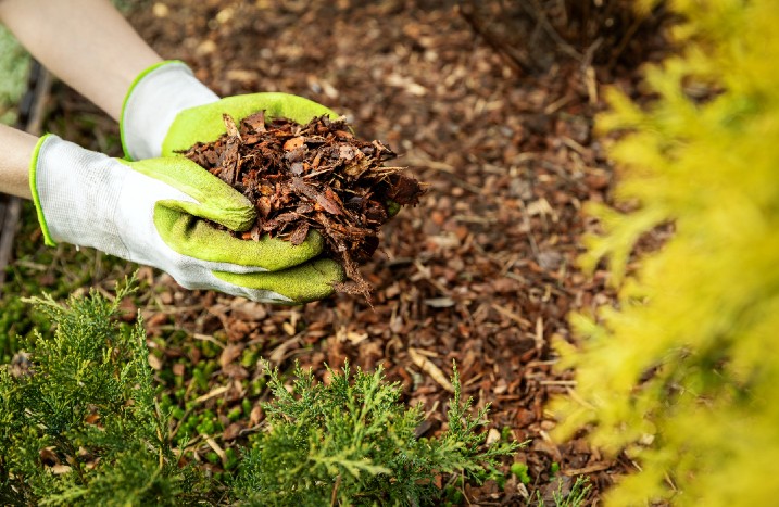Eine Handvoll Rindenmulch wird auf den Boden neben einer Hecke gegeben.