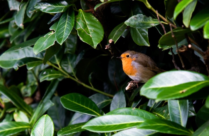 Ein Rotkehlchen sitzt in einer Hecke.