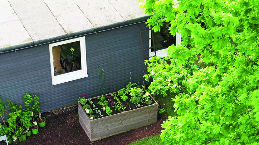 Tomaten im Hochbeet und Gurken im Hochbeet