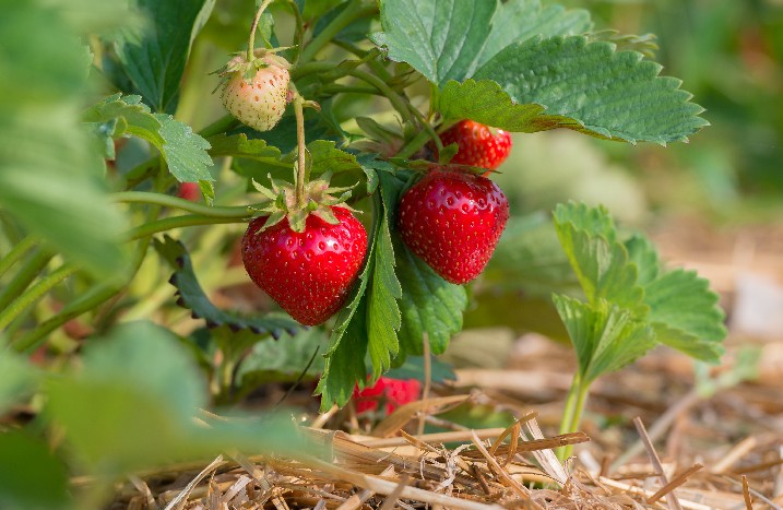 Erdbeere im Garten