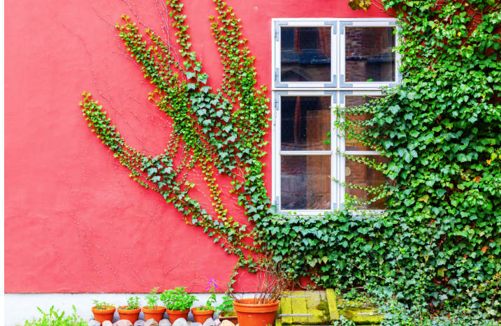 Kletterpflanzen an Außenwand von Haus