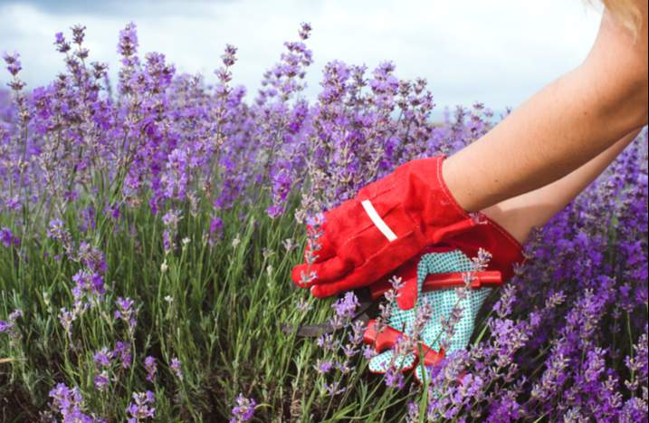 Lavendel