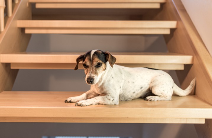 Hund liegt auf Holztreppe