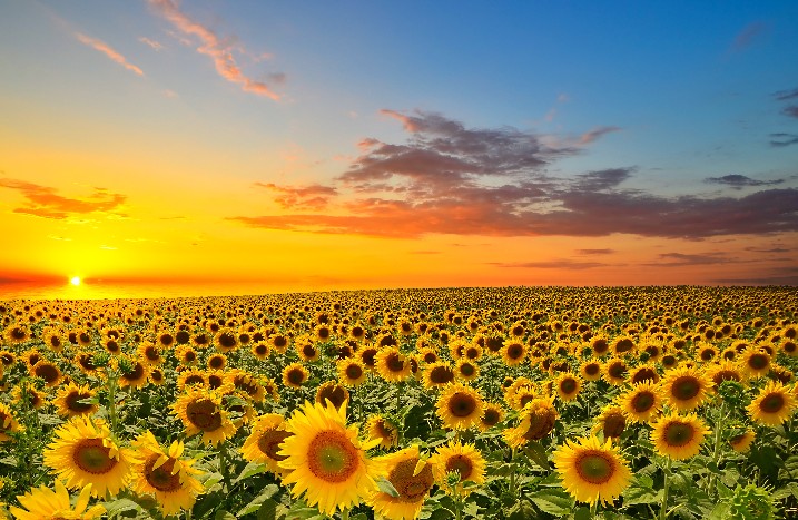 Sonnenuntergang über Sonnenblumenfeld