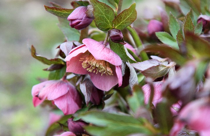 Christrose
