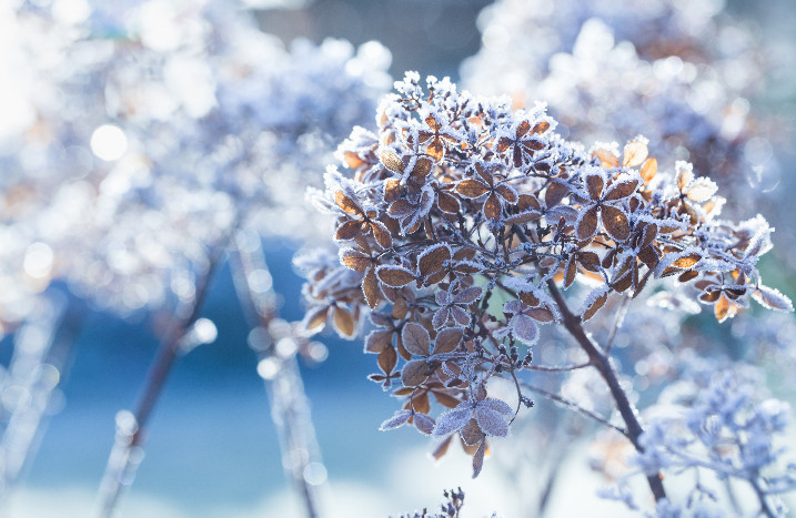 Pflanze im Schnee