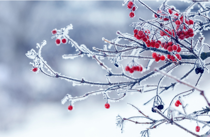Beerenstrauch mit Schnee