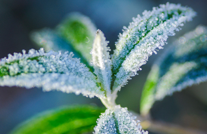 Pflanze mit Frost überzogen
