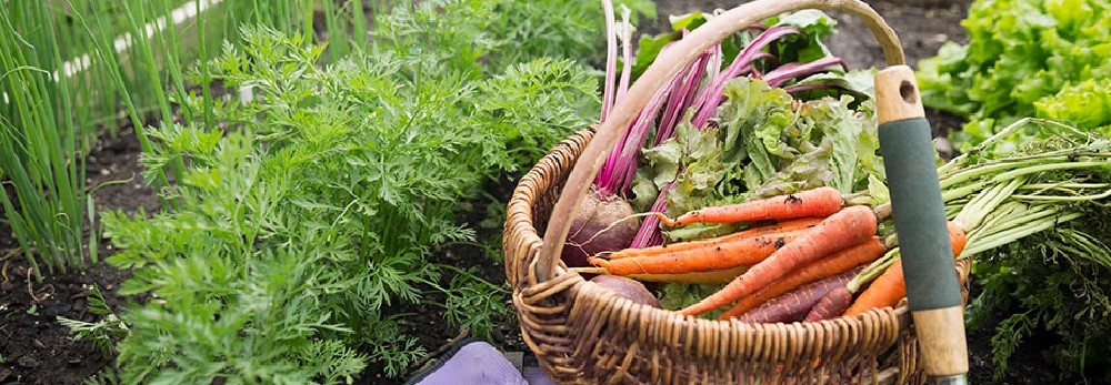 Flechtkorb mit Karotten, Rüben und Salat liegt im Gemüsebeet