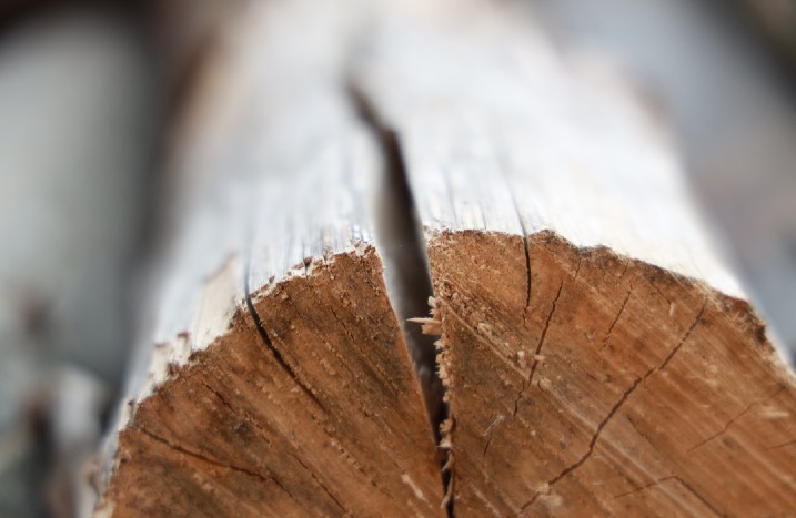 Querschnitt durch einen Baum.