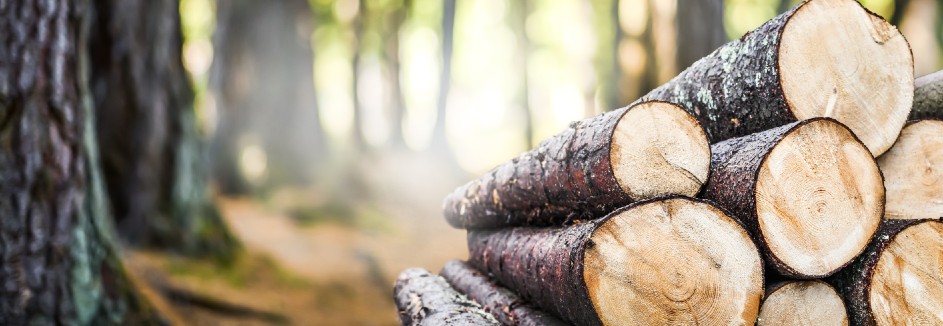 Gestapeltes Holz im Wald.