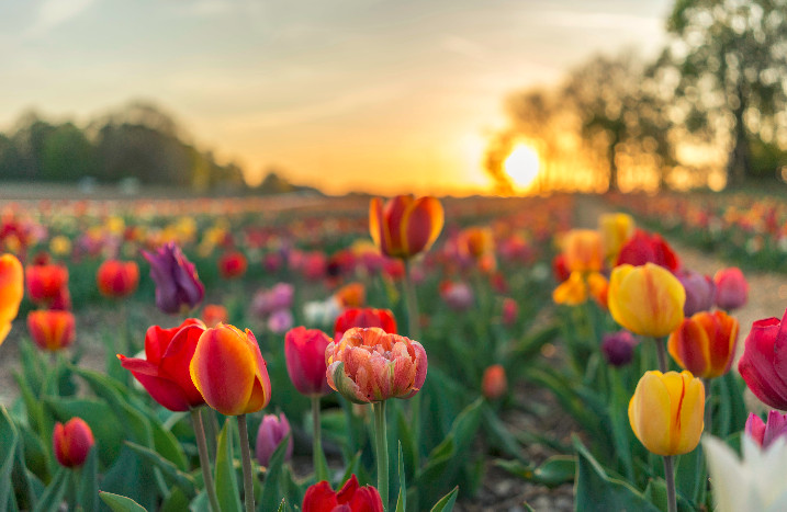 Tulpen auf dem Feld bei Sonnenuntergang