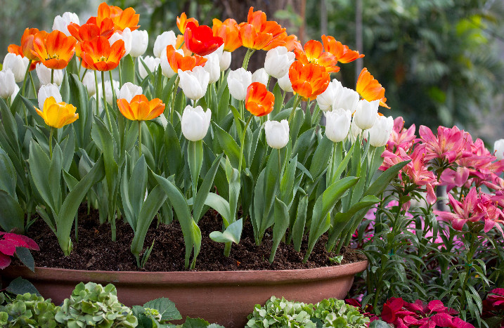 Tulpen in Kübel