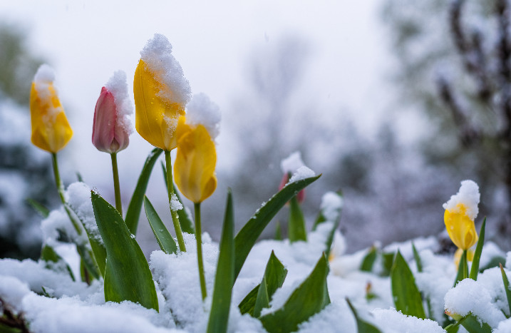 Tulpe im Schnee
