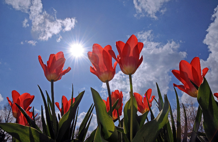 Rote Tulpen vor blauem Himmel