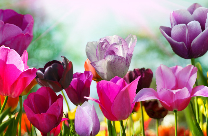 Violette Tulpen