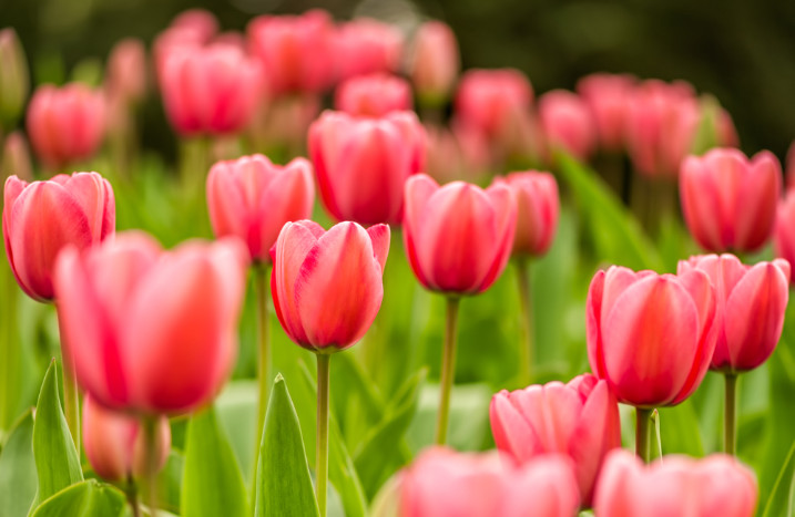 Rosa Tulpen, Nahaufnahme
