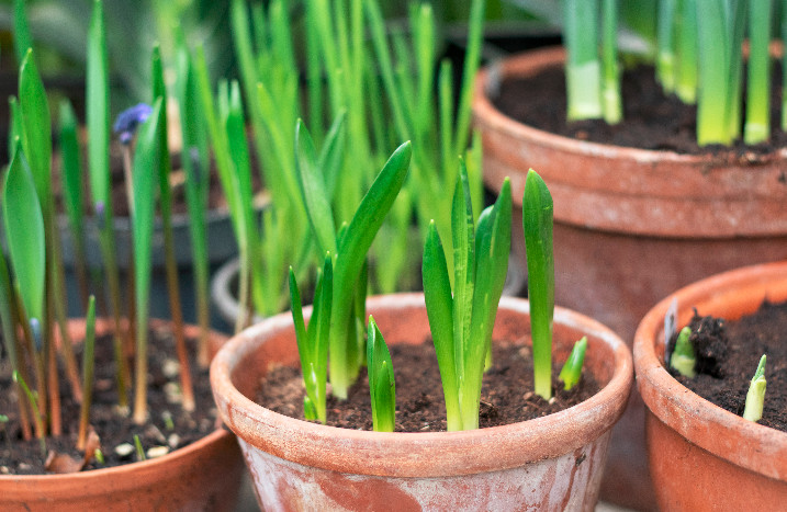 Tulpensprösslinge in Töpfen