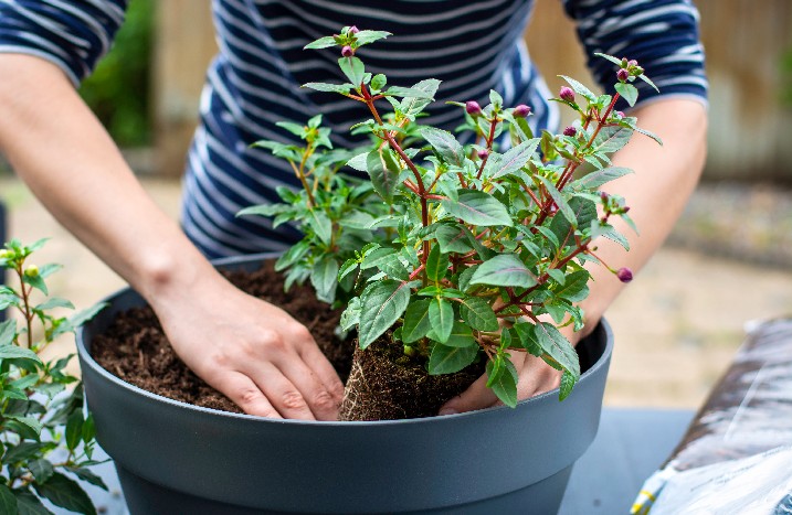 Fuchsie wird gepflanzt