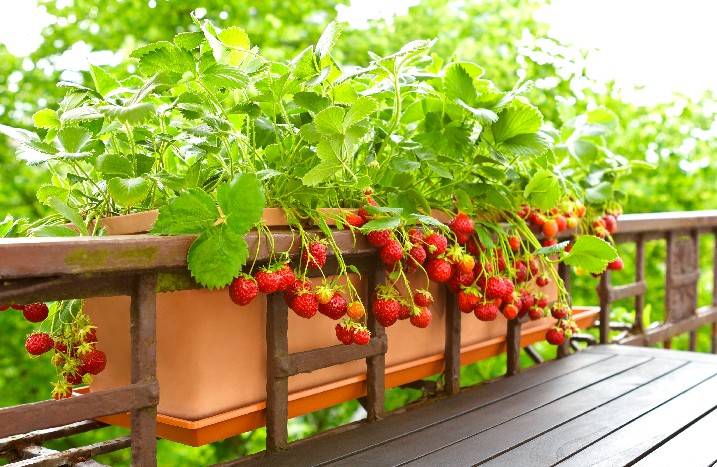 Erdbeeren in Topf